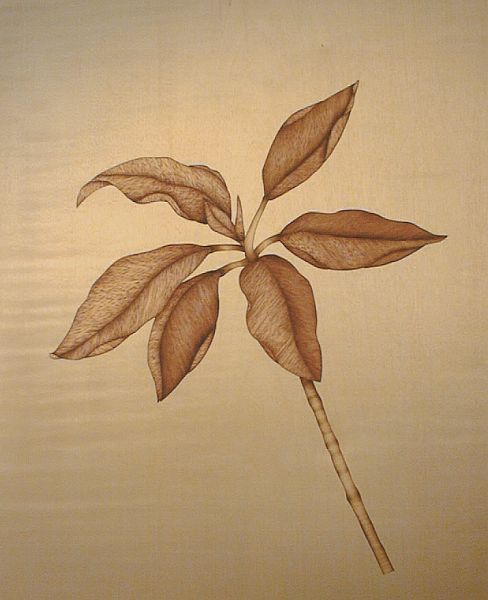 Cornus alba