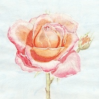 Aquarell Rose