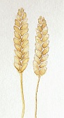Getreide-Studie