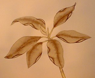 Aquarellstudie zum Holzbild Cornus alba