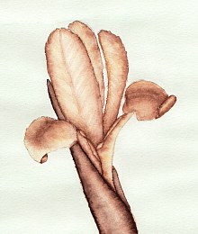 Aquarellstudie zum Holzbild Iris