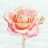 Aquarell Rose
